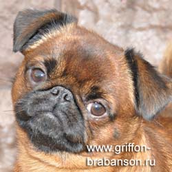 Petit Brabanson, photo